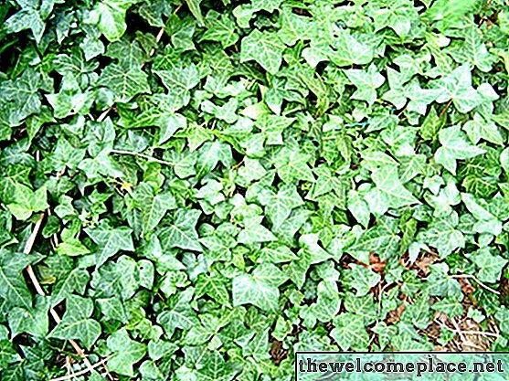 Cách trồng Ivy từ giâm cành