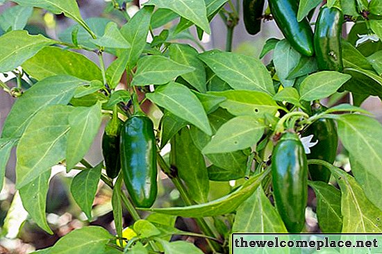 Como cultivar pimentas Jalapeno