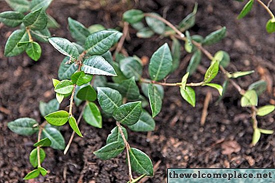 Como cultivar jasmim a partir de um corte