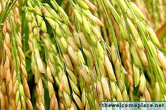 Cómo cultivar arroz jazmín