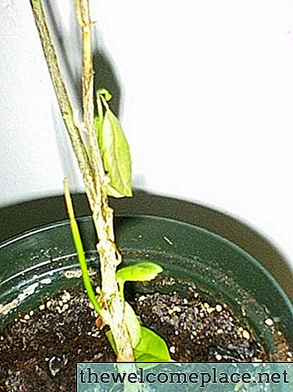 Wie man Key Lime Trees aus Samen wächst