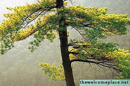 كيف تنمو شجرة الصنوبر من القطع
