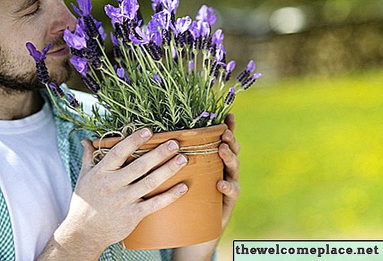 Cara Menanam Lavender dalam Pot
