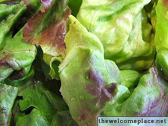 Як вирощувати салат в теплиці