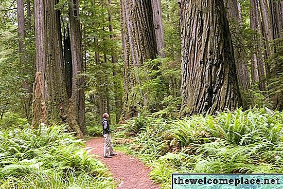 Kaip užauginti gyvą Redwood Burl