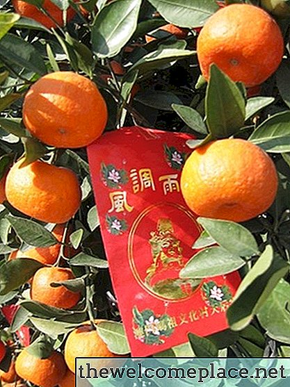 Como cultivar uma árvore de mandarina em uma panela