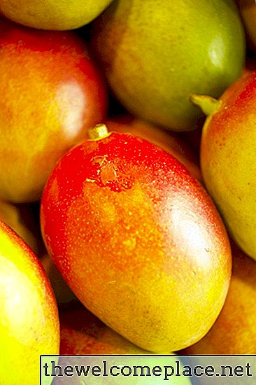 Cómo cultivar un árbol de mango más rápido