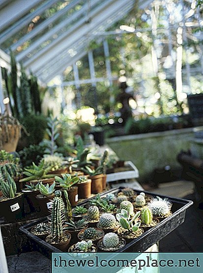 Hogyan lehet nőni egy mini kaktuszot