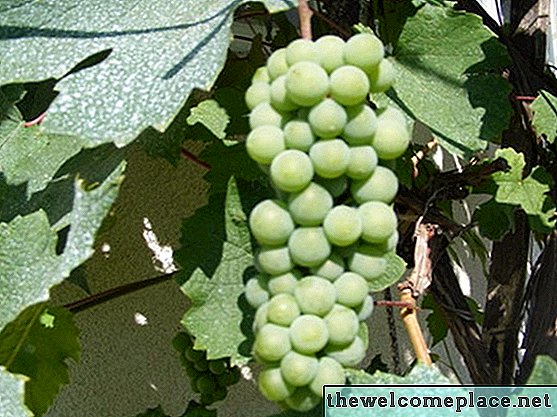 Como cultivar uvas moscadina a partir de sementes