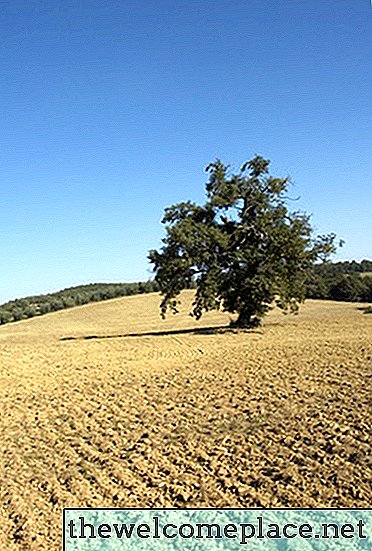 Kesimlerden Zeytin Ağaçları Büyümek