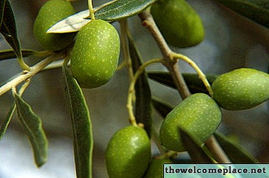 Olivenbäume in Töpfen anbauen