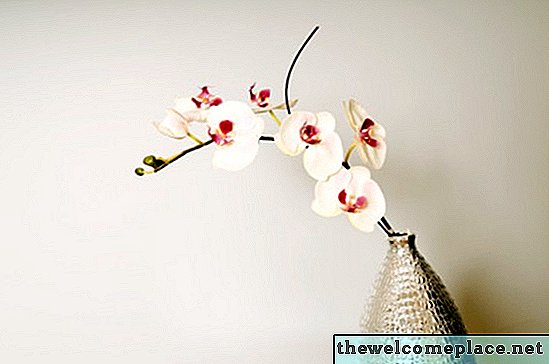 Wie man Orchideen aus Samen züchtet
