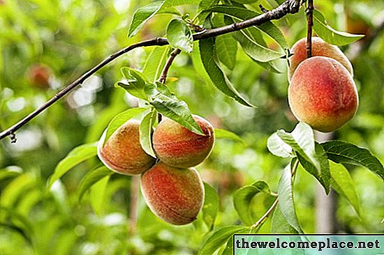 Wie Pfirsichbäume in Florida wachsen