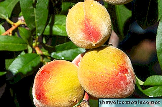 Hoe perzikbomen te kweken in Ohio