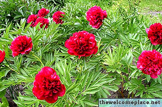 Kapalı Peonies Büyümek