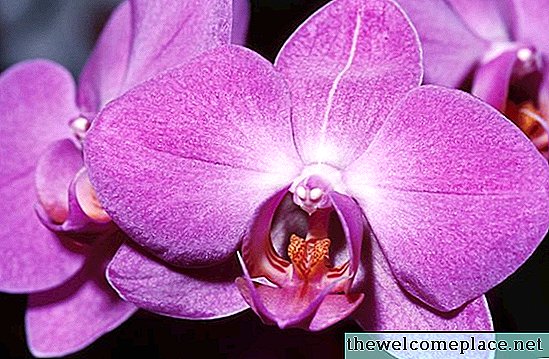 Wie Phalaenopsis Orchideen aus Samen wachsen