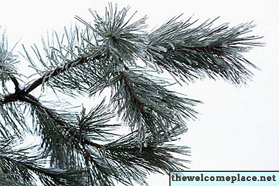 Cara Menambah Cendawan Pine