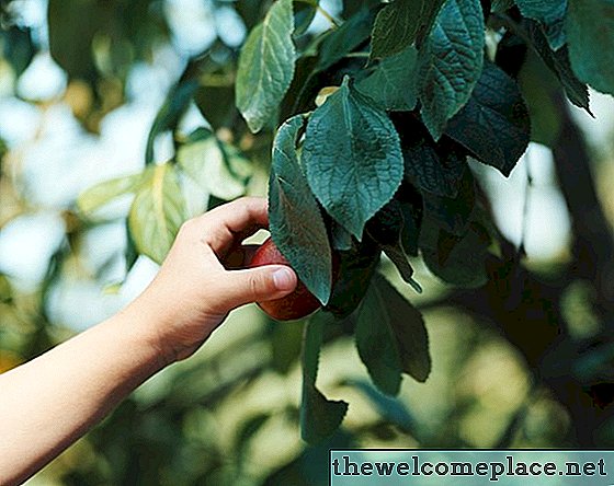 Wie man einen Pflaumenbaum aus einem Steckling züchtet