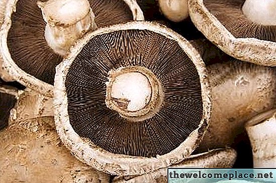 집에서 포토 벨로 버섯을 재배하는 방법