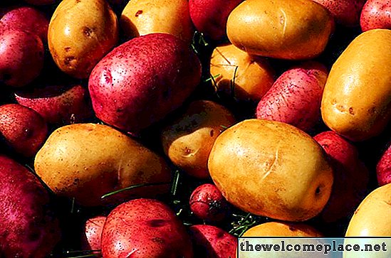 Aardappelen kweken in Aquaponics
