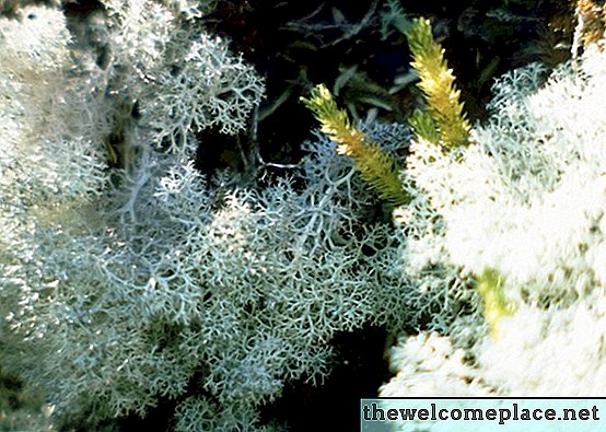 Comment faire pousser des lichens de renne à l'intérieur