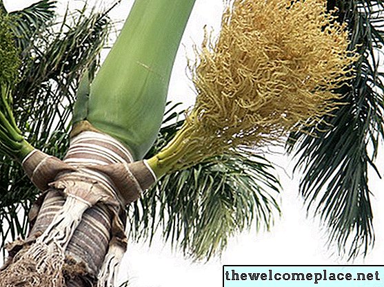 Cómo cultivar semillas de palmera real