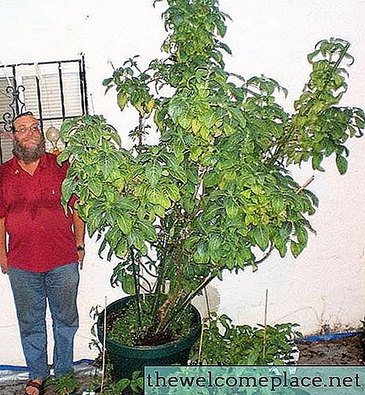 Hvordan vokse Salvia Divinorum
