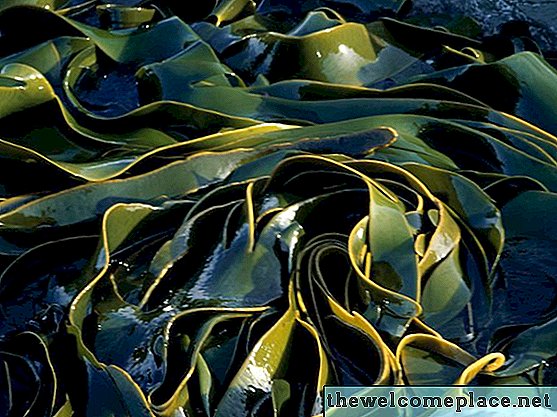 Comment faire pousser des algues à la maison