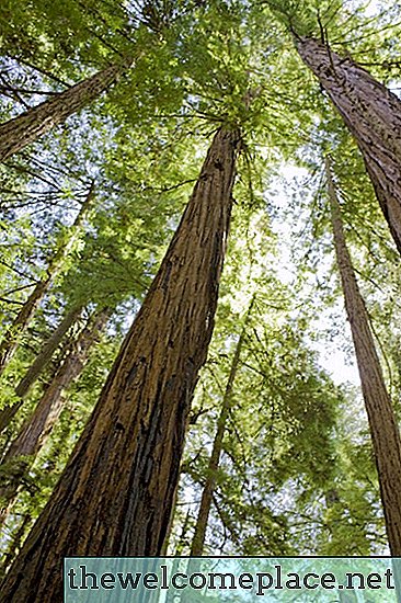 Wie Sequoias aus Samen wachsen