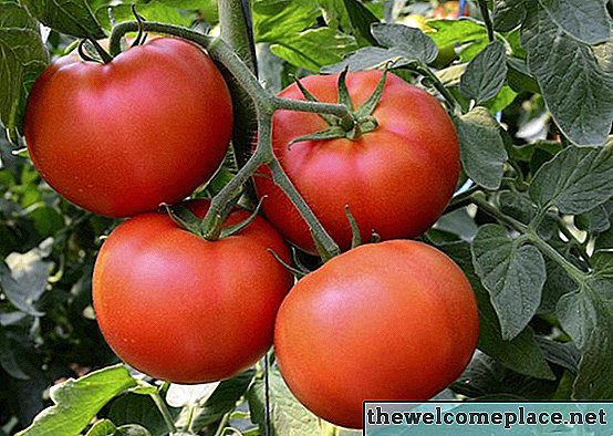 كيف تنمو الطماطم قصيرة وشجيرة