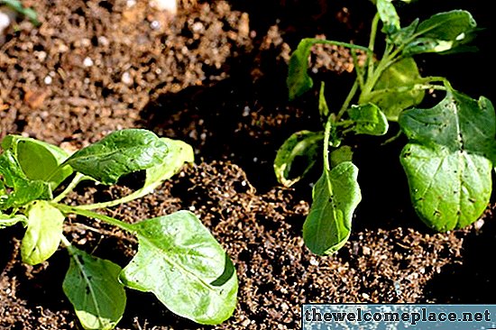Hvordan dyrke spinat