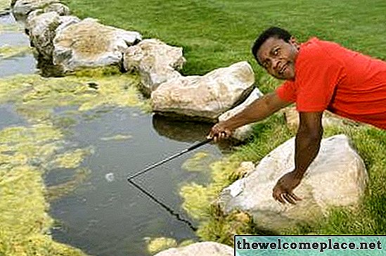 Comment faire pousser des algues spiruline