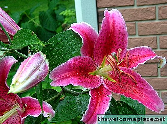 Hvordan dyrke Stargazer Lilies