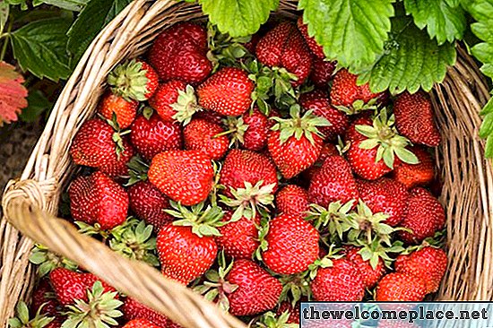 Comment faire pousser des fraises