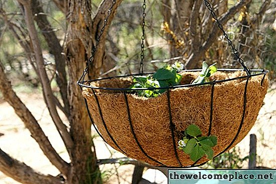 Como cultivar morangos em uma cesta de suspensão