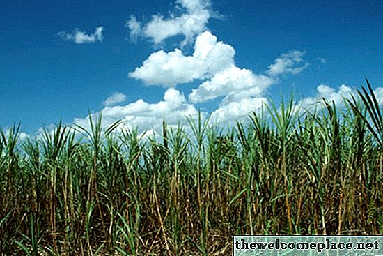 Como cultivar cana-de-açúcar na zona 5