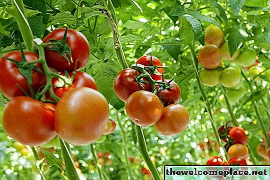 Como cultivar tomates em baldes de 5 galões