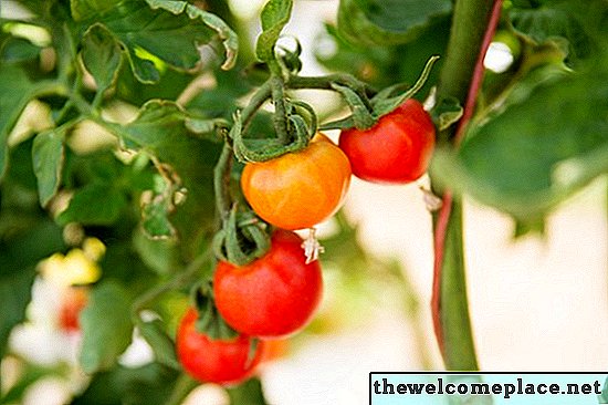 Tomaten kweken in containers