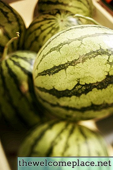 Hoe tomaten, watermeloenen en meloen samen groeien