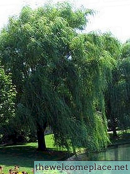 Cara Menanam Pohon Willow yang Menangis