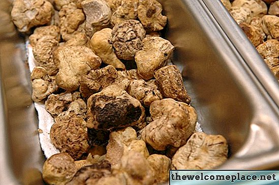 Comment faire pousser des truffes blanches