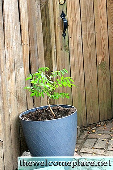 鍋で藤を育てる方法