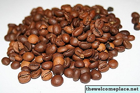 Cómo cultivar sus propios granos de café en Florida