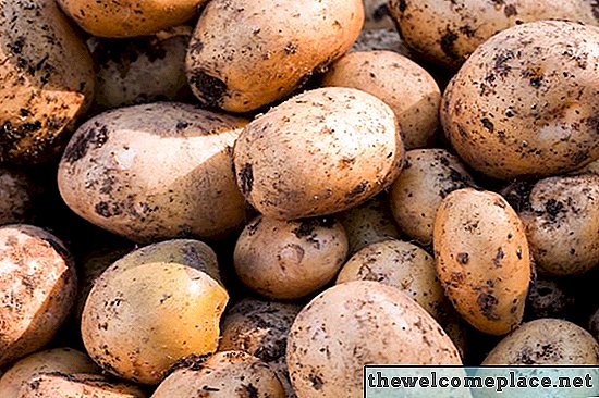 Como cultivar batatas Yukon Gold