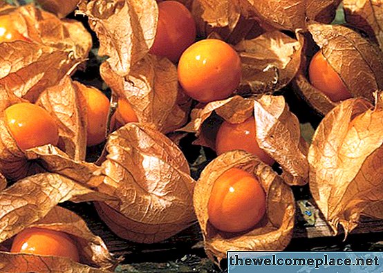 Hoe Chinese Lantern Seeds te oogsten