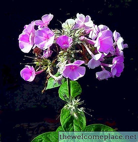 Comment récolter des graines de phlox