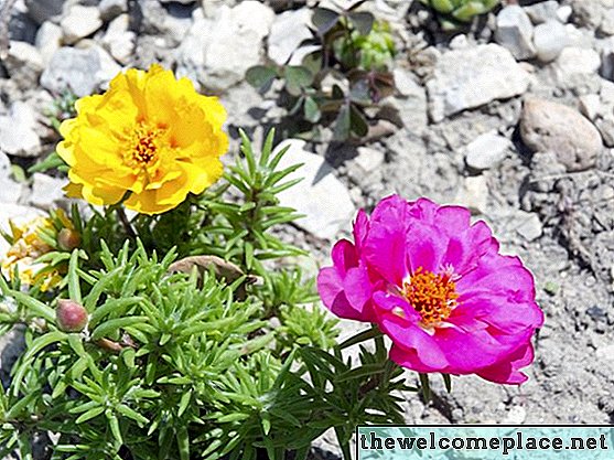 Cara Memanen Bibit Portulaca