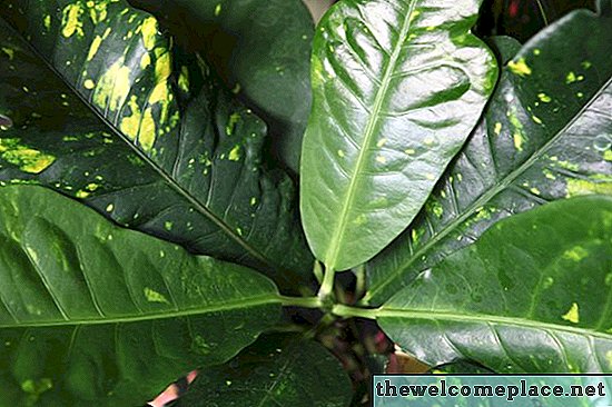 Cómo ayudar a una planta de árbol de caucho que está perdiendo hojas