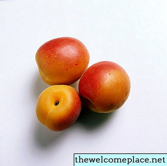 Cara Mengenalpasti Pohon Aprikot