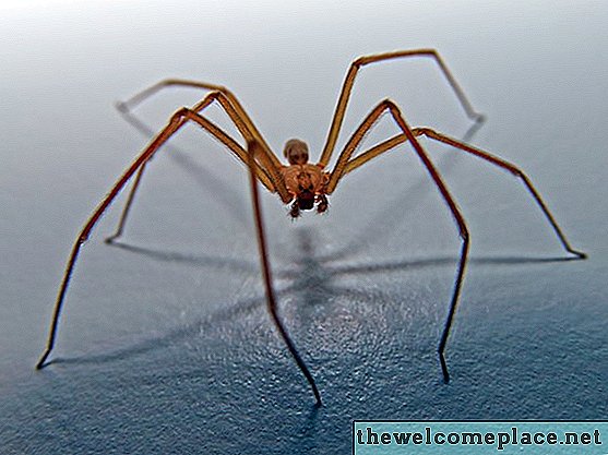 Comment identifier une araignée recluse brune